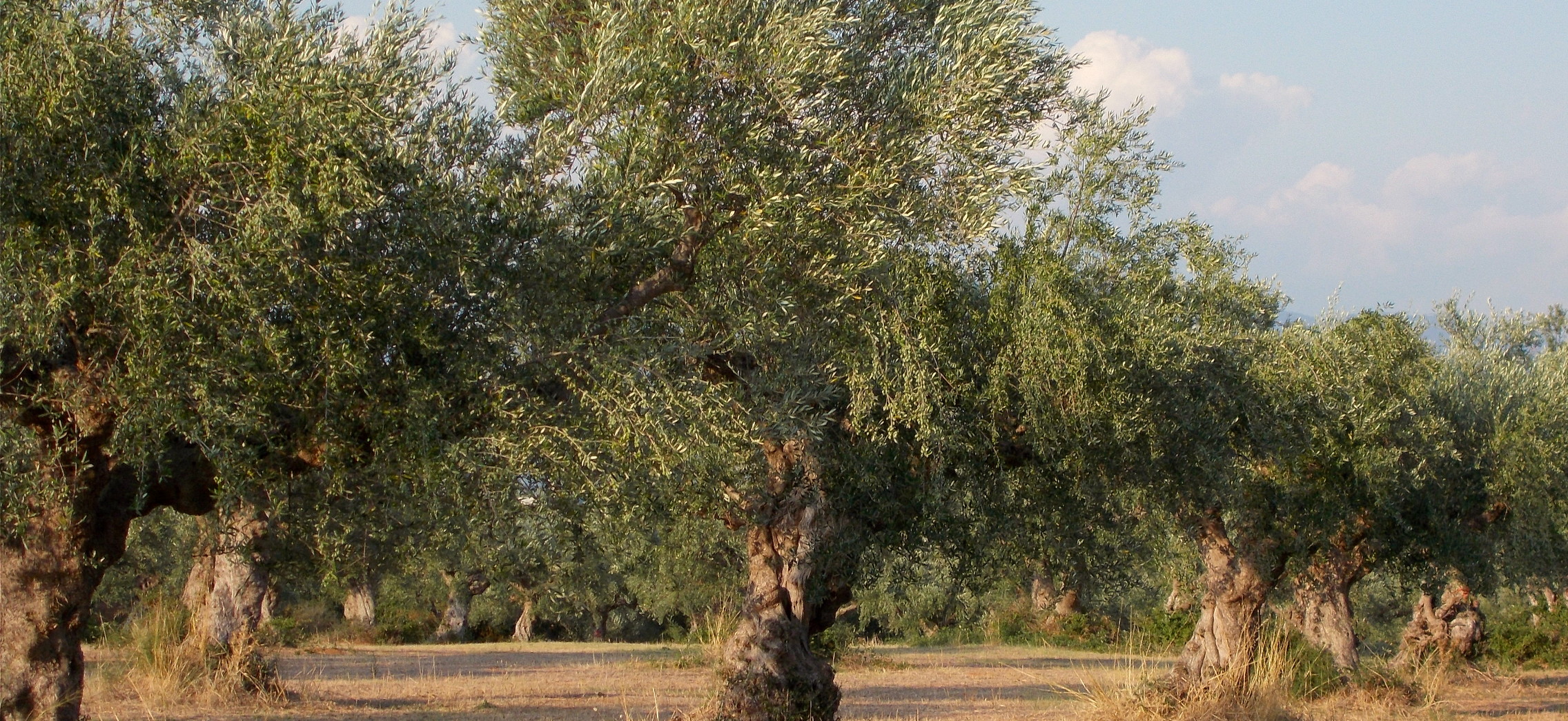 Αντιγόνη